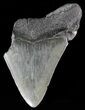 Partial, Fossil Megalodon Tooth #53002-1